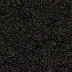 Minnesota zwartbruin 0255