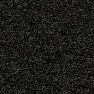 Minnesota zwartbruin 0255