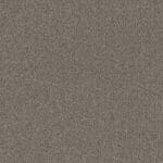 Baltimore hazelnoot 0465